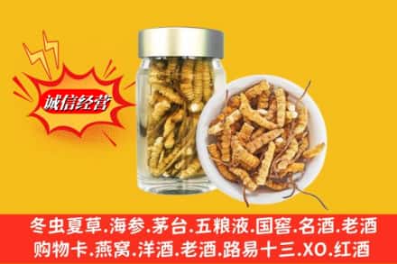 站前区回收散虫草
